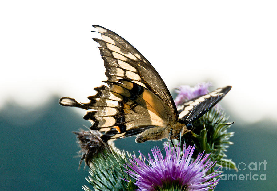 Sky High Swallowtail Photograph by Cheryl Baxter