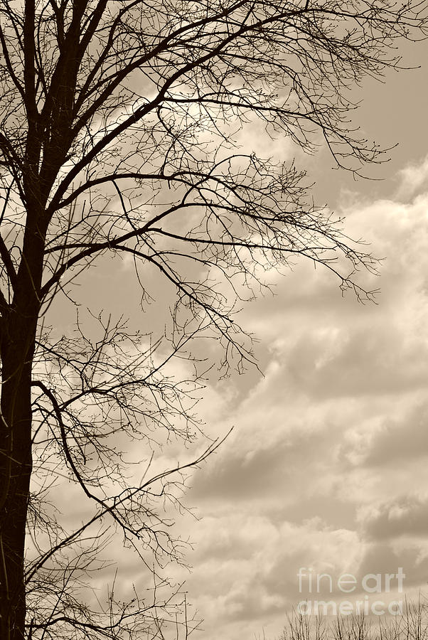 Sky in sepia Photograph by Lila Fisher-Wenzel