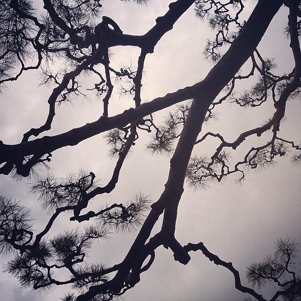 Tree Photograph - #sky #landscape #tree by Tokyo Sanpopo