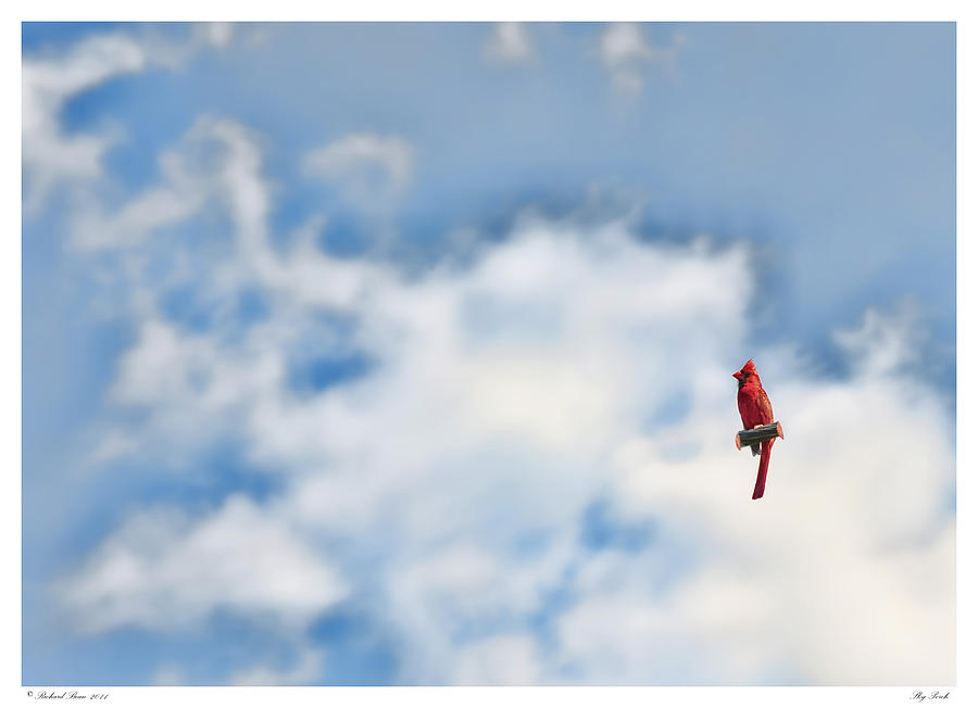 Sky Perch Photograph by Richard Bean