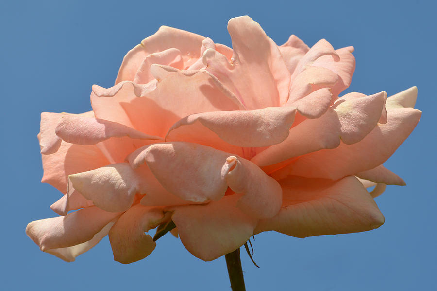 Sky Pink Rose. Photograph by Terence Davis