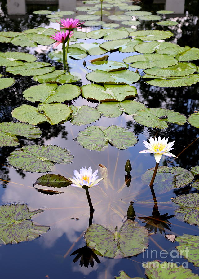 Sky Reflected On Lily Pond Photograph