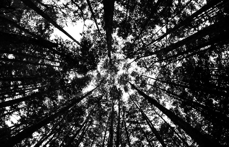 Sky Through the Cypress Forest Photograph by Daniel Woodrum