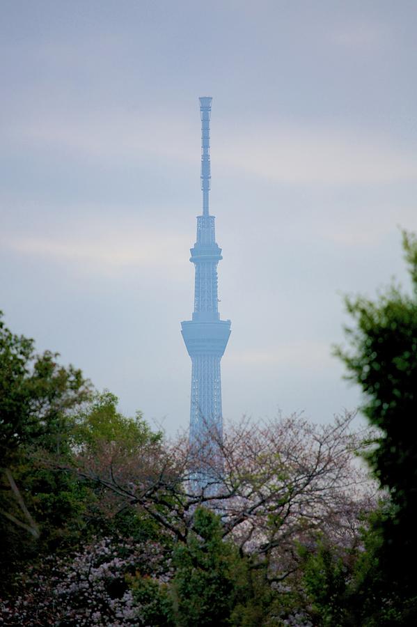 Sky Tree And Sakura Blooming Photograph by Jun Okada