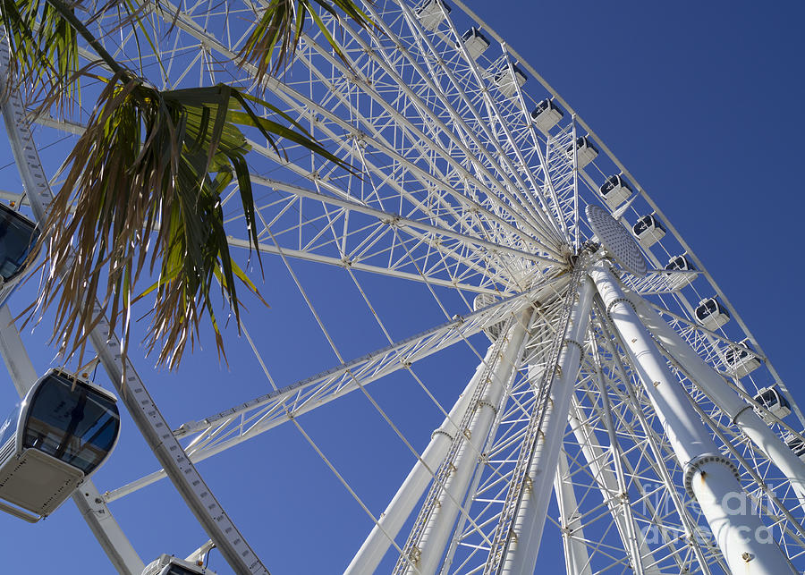Sky Wheel and Palms Photograph by MM Anderson