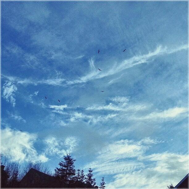 Nature Photograph - sky With soaring birds by Linandara Linandara