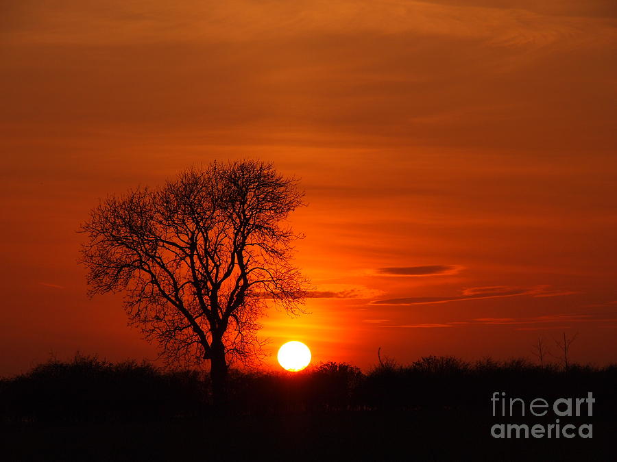 Sunset Photograph - Skyblaze Tree Silhouette by Elizabeth Debenham