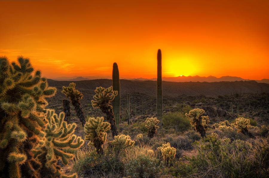 Skyfire Cholla Photograph by Anthony Citro