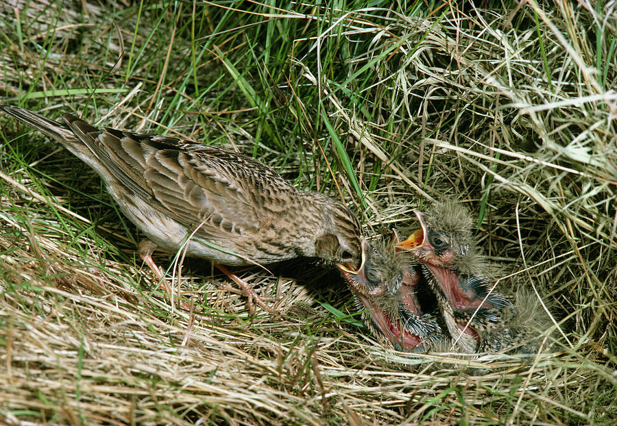 Wildlife Photograph - Skylark Feeding Young by Science Photo Library