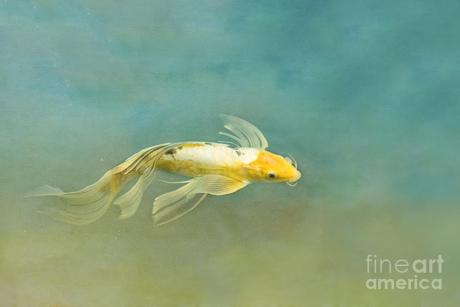 Fish Photograph - Skylark by Marilyn Cornwell