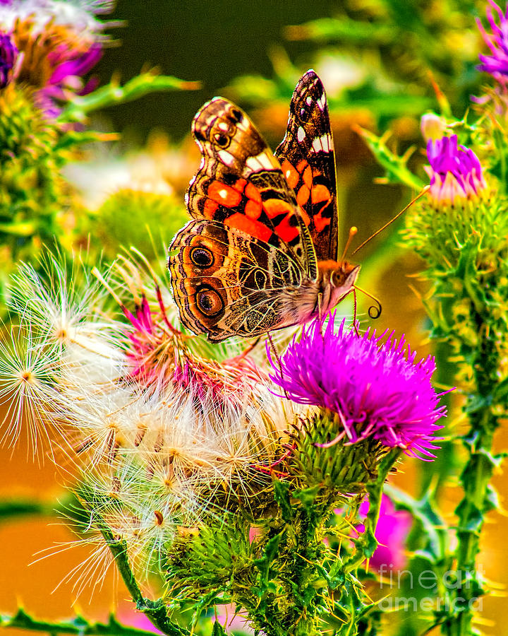 Skyline Butterfly Photograph by Nick Zelinsky Jr