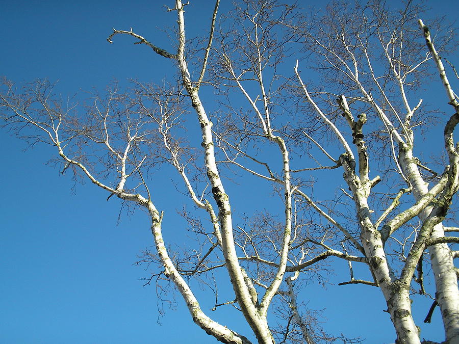 Skyward Birch Tree Photograph By Valerie Bruno Pixels