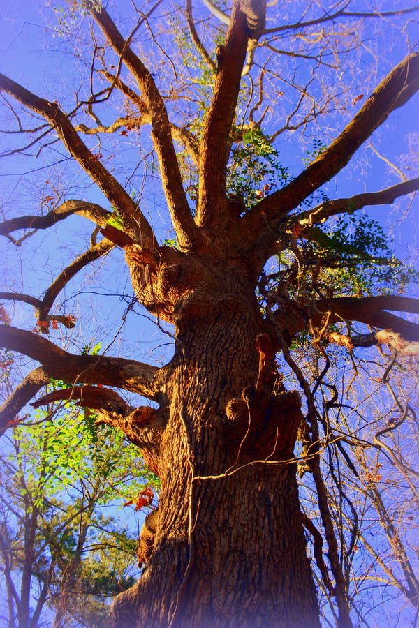 Tree Photograph - Skyward  by Lisa Wooten