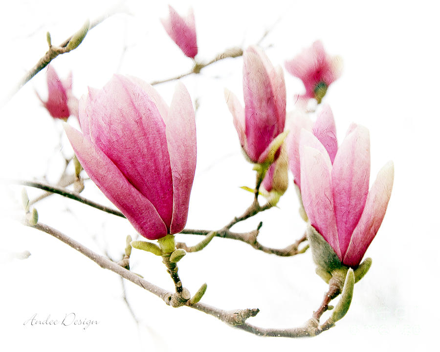 Skyward Magnolia Painterly 1 Photograph by Andee Design