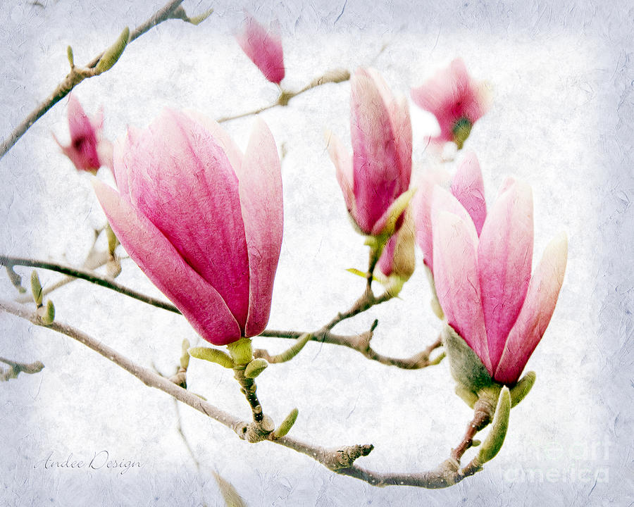 Skyward Magnolia Painterly 2 Photograph by Andee Design