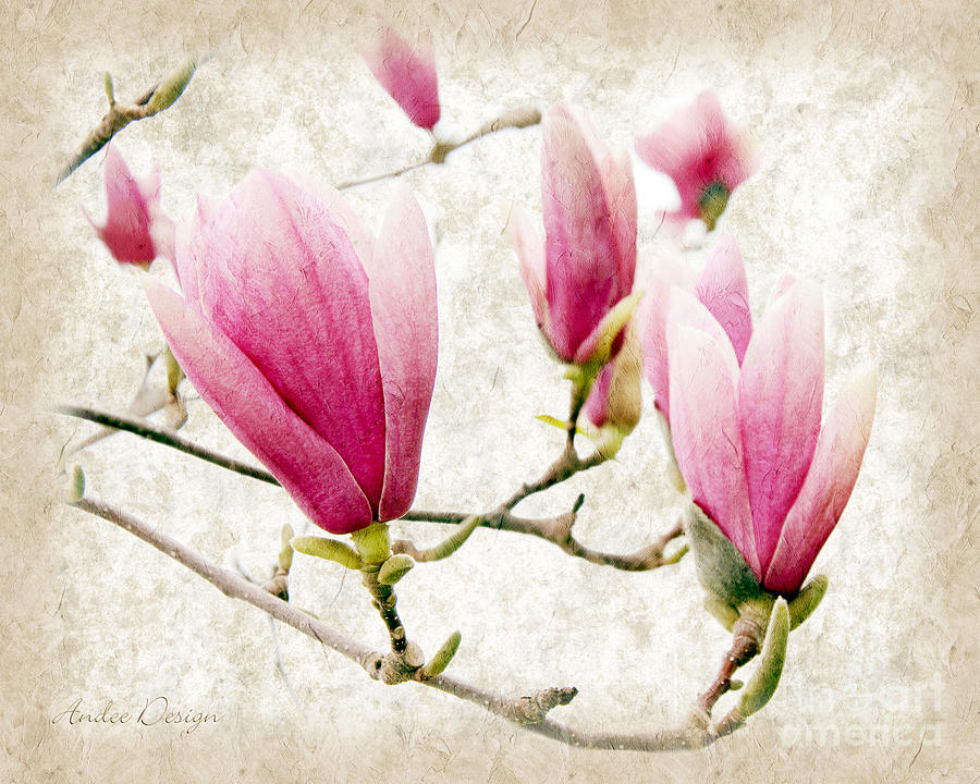 Skyward Magnolia Painterly 3 Photograph by Andee Design