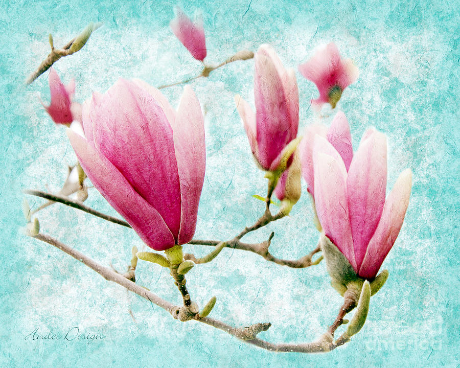 Magnolia Movie Photograph - Skyward Magnolia Painterly 4 by Andee Design