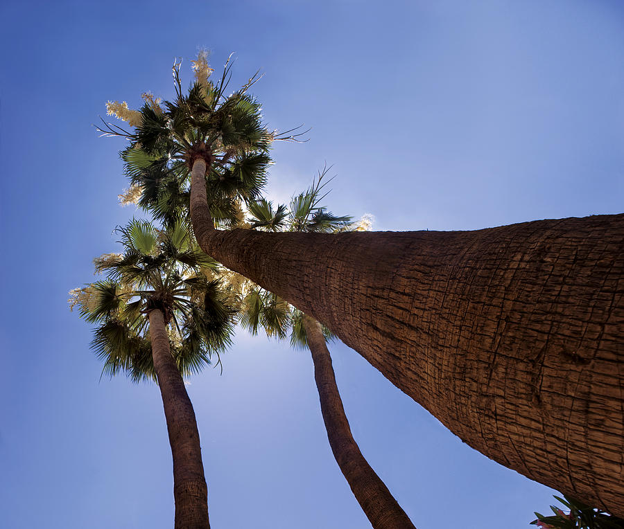 Tree Photograph - Skyward Palms by Dave Dilli