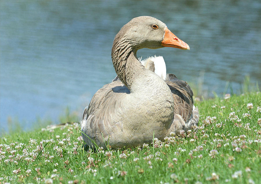 Slanted Goose Photograph by Fraida Gutovich