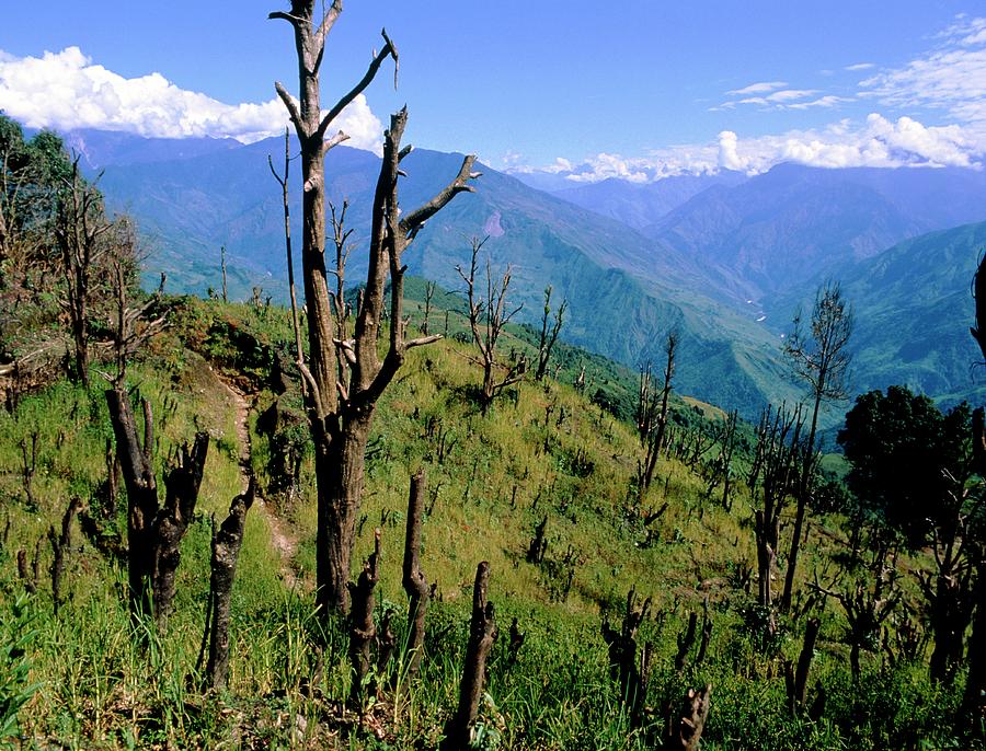 Slash & Burn Agriculture Photograph by Simon Fraser/science Photo Library