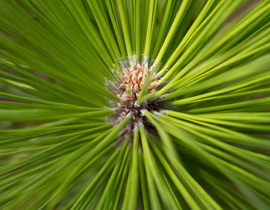 Slash Pine Needles 2 Photograph by Arthur Dodd
