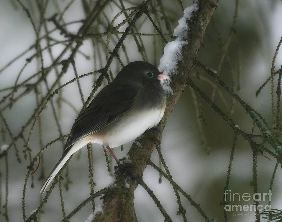 Slate Colored Junco Photograph by Clare VanderVeen