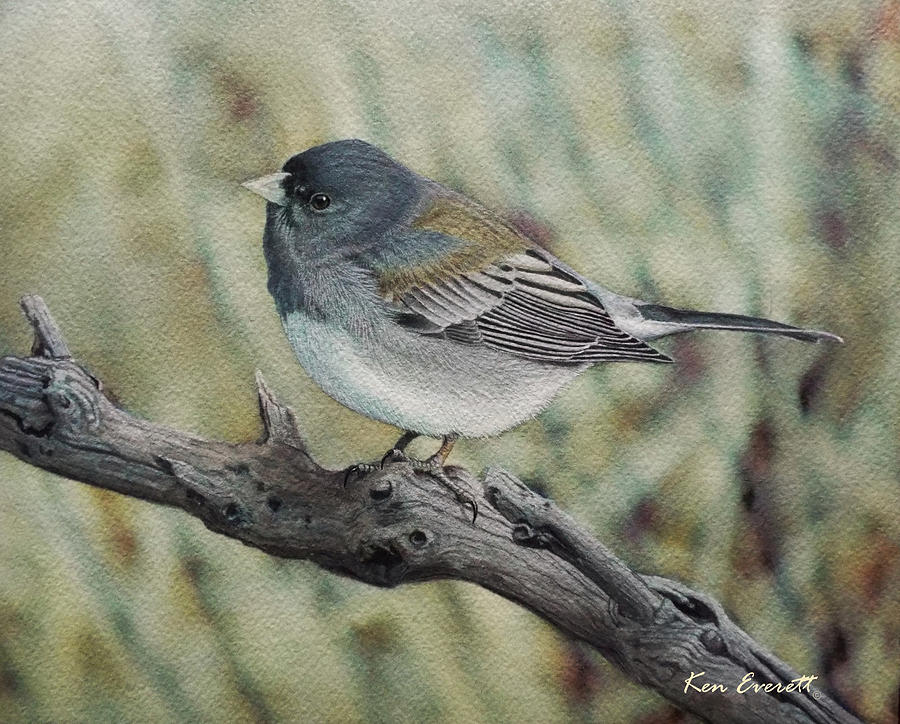 Slate-Colored Junco Painting by Ken Everett