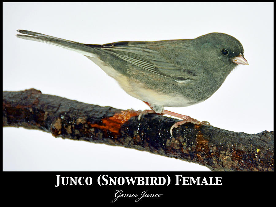 Slate-colored Junco Snowbird Poster Series Photograph by A Macarthur Gurmankin