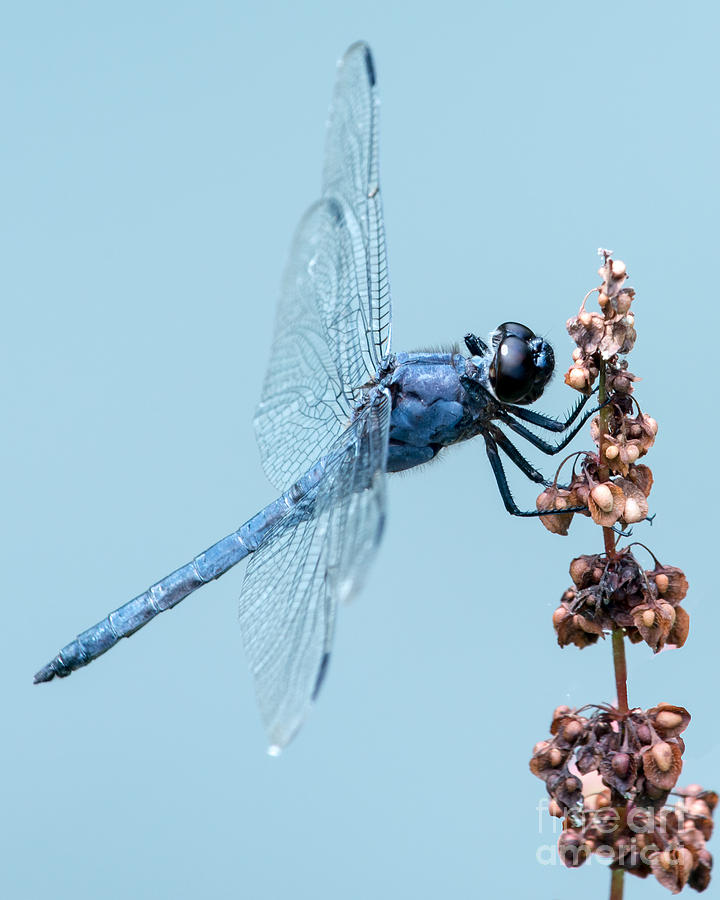 Nature Photograph - Slaty Skimmer by Abeselom Zerit