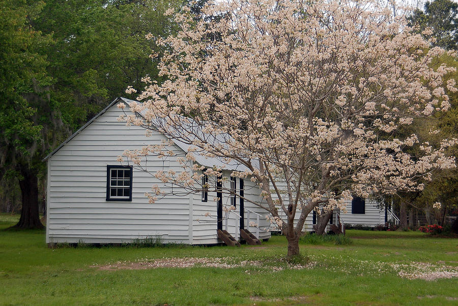Spring Photograph - Slave Cabins at Magnolia Plantation - Summerville SC by Suzanne Gaff