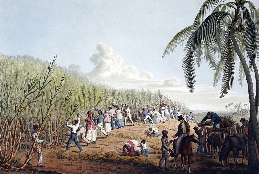 Slaves Cutting Sugar Cane, 19th Century Photograph by British Library