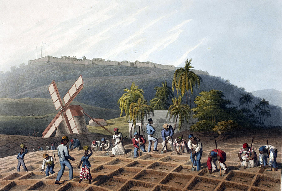 Slaves Planting Sugar Cane, 19th Century Photograph by British Library