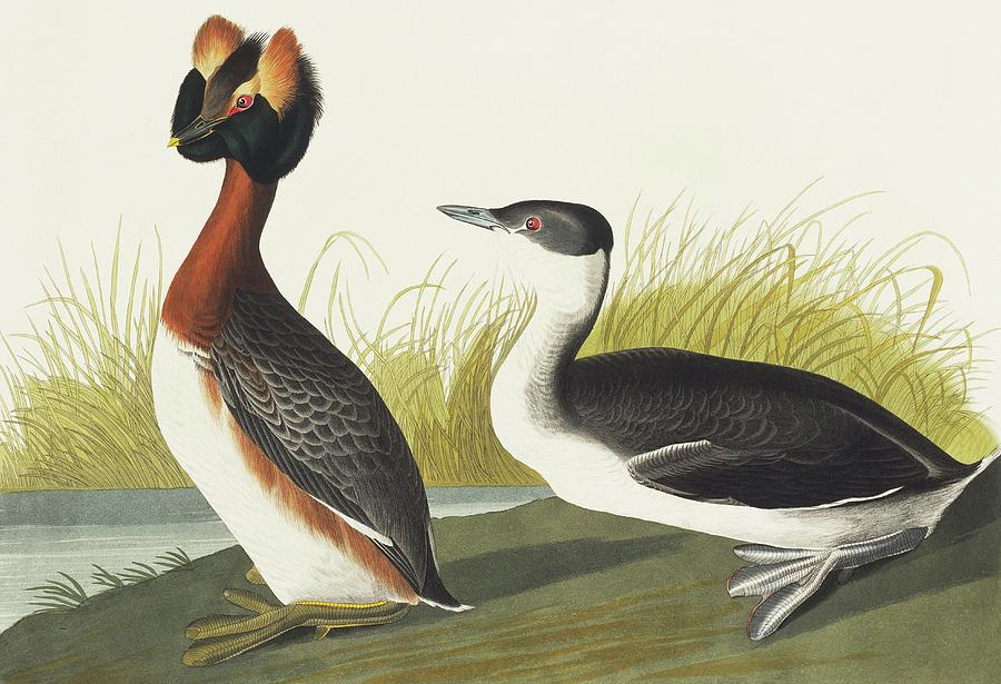 Slavonian Grebe Photograph by Natural History Museum, London/science ...