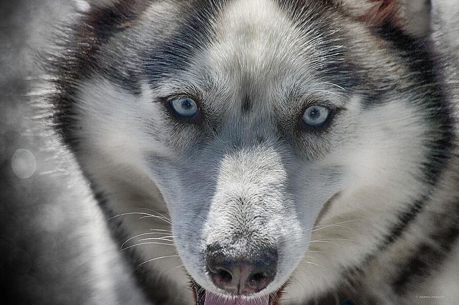 Sled dog  Photograph by Dennis Baswell