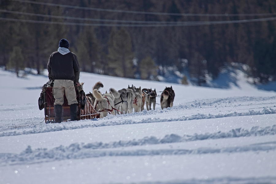 Sled Dog  Photograph by Duncan Selby