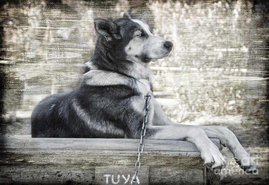 TUYA - Sled Dog of Denali Photograph by Dyle   Warren