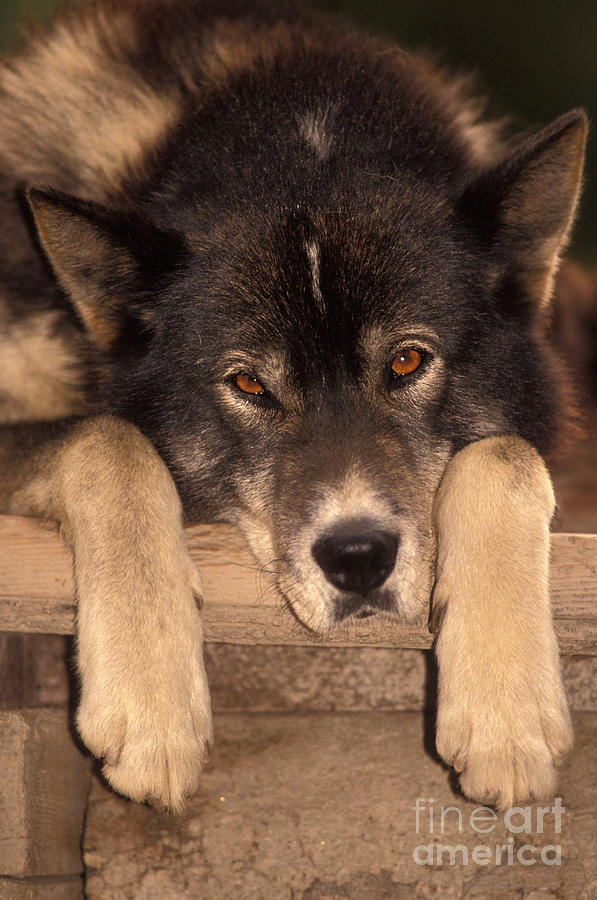 Sled Dog Photograph by Ron Sanford