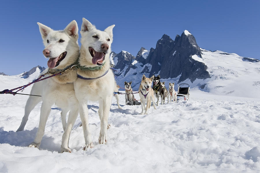 Sled Dog Team Standing On The Juneau Photograph by John Hyde