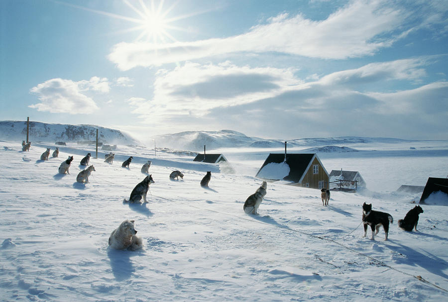 Sled Dog Teams Photograph by Simon Fraser/science Photo Library
