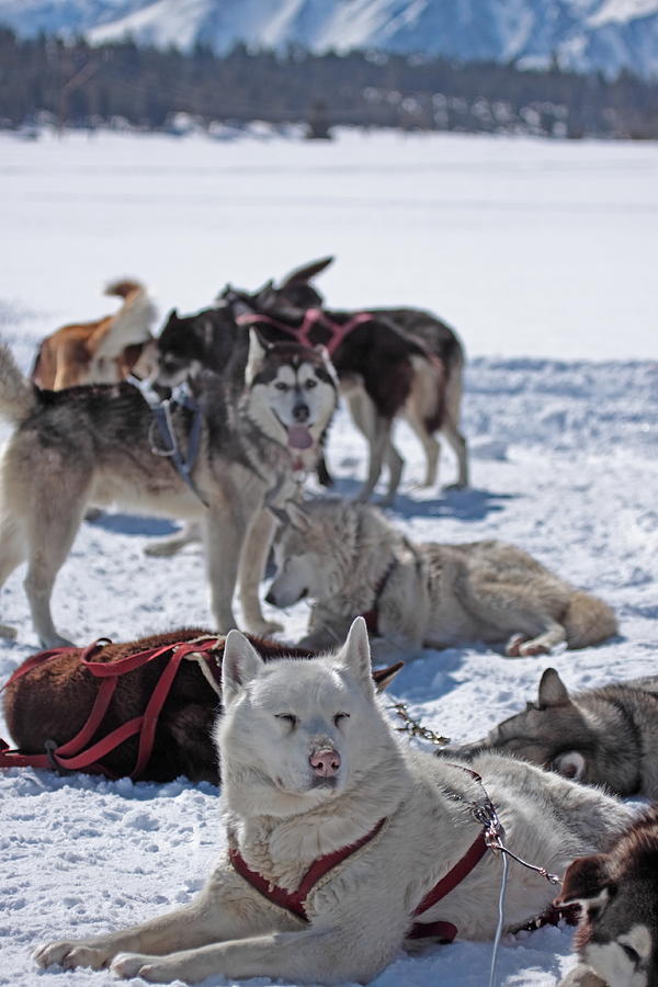 Sled dogs Photograph by Duncan Selby
