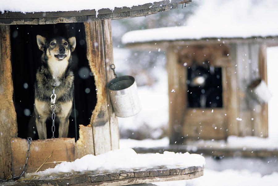 Cold Photograph - Sled Dogs Rest In Their Kennels by Jeff Diener Cold Photograph - Sled Dogs Rest In Their Kennels by Jeff Diener