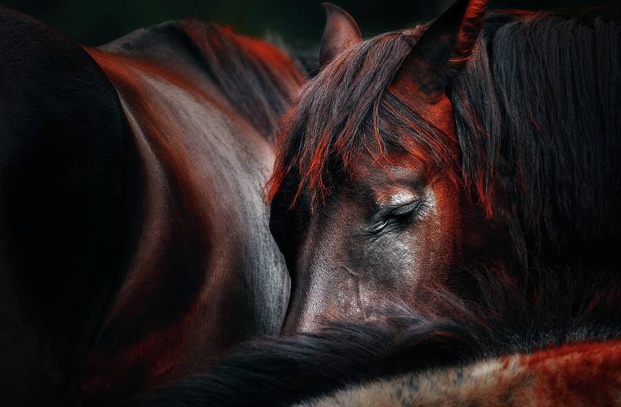 Horse Photograph - Sleep Huddle by Martin Stantchev