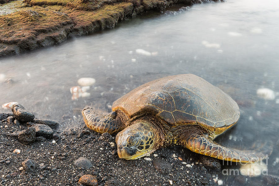 Sleep Turtle Photograph by FAbio Martins - Fine Art America