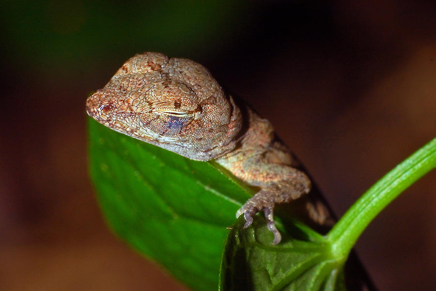 Sleeping Anole Photograph by Larah McElroy