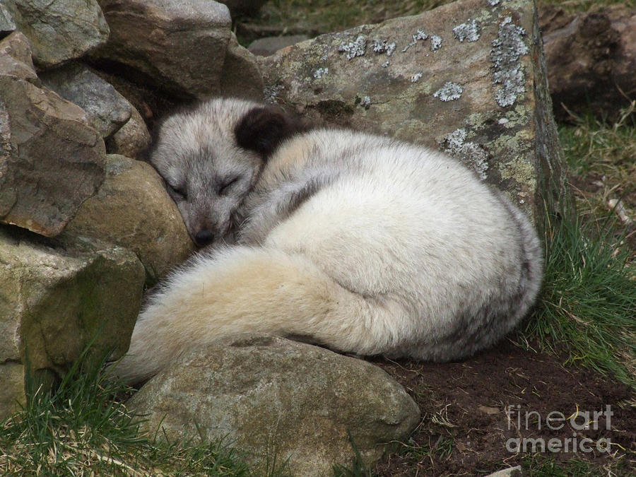 Wildlife Photograph - Sleeping Arctic Fox by Phil Banks