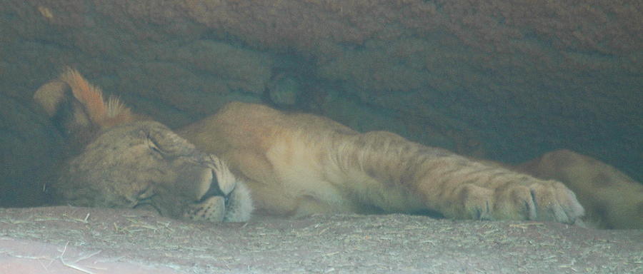 Sleeping Baby Lion Photograph