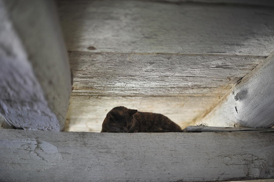 Barn Photograph - Sleeping Barn Cat  by Terry DeLuco