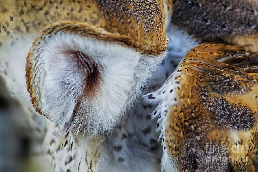 Sleeping Barn Owl Photograph by Olga Hamilton