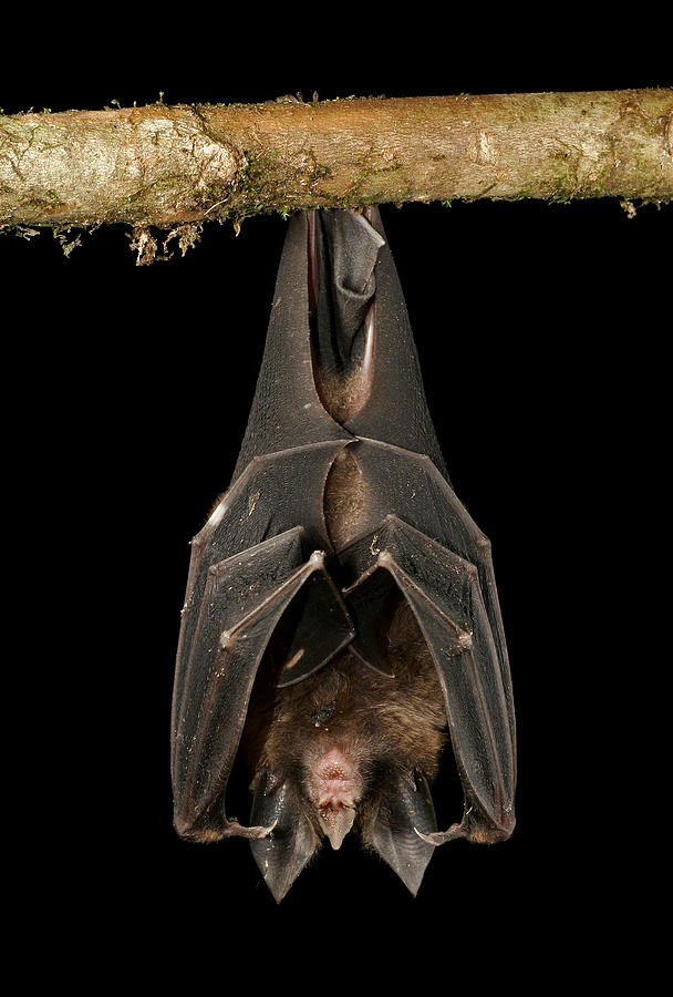 Sleeping bat Photograph by Alex Joukowski