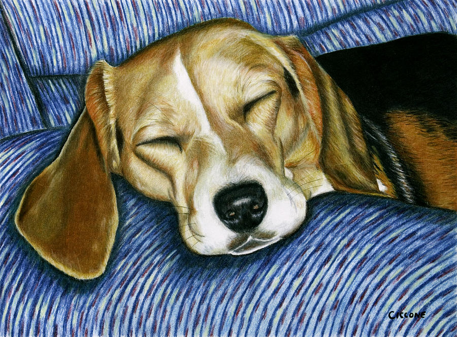 Sleeping Beagle Painting by Jill Ciccone Pike